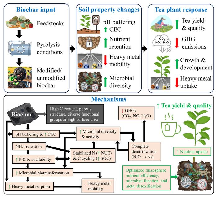 Biochar–soil–tea nexus: a review of soil health, microbial interactions, and sustainable Camellia sinensis cultivation
