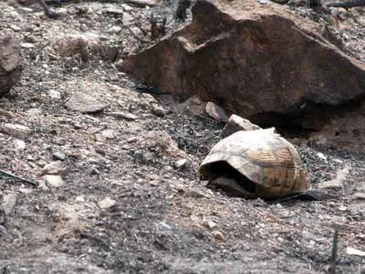 <i>Testudo graeca</i>