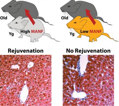 MANF Identified as a Rejuvenating Factor in Parabiosis