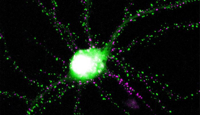 Genetically engineered proteins glow within a neuron