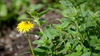 Bees on Dandelions