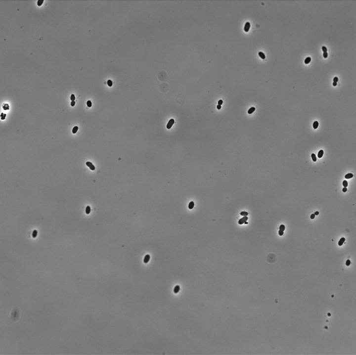 <i>Zymomonas mobilis</i>