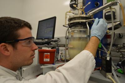 Fermenting <i>Clostridium</i> bacteria