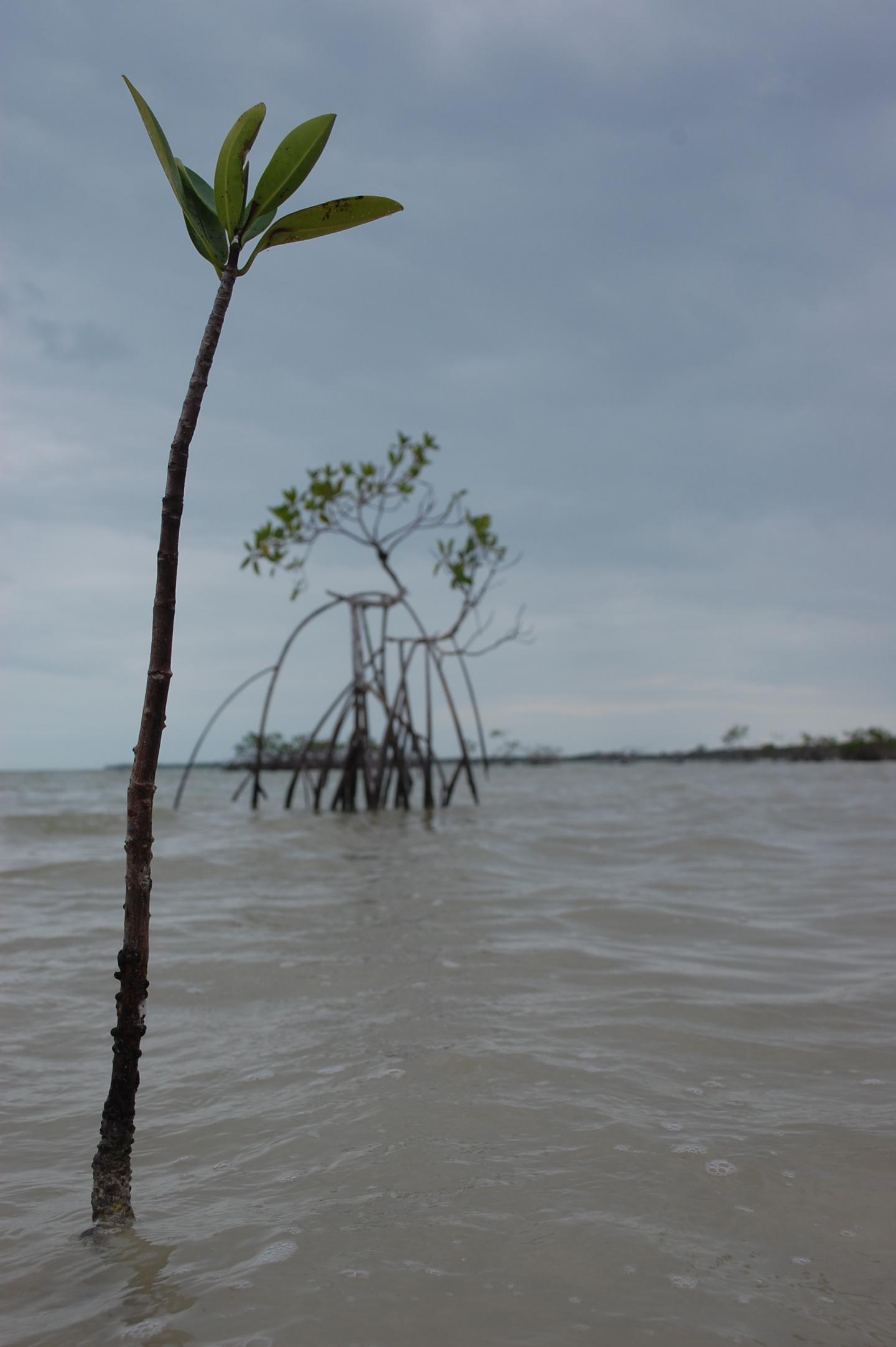 Mangroves in Mexico