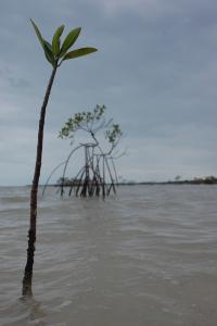 Mangroves in Mexico