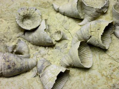 Teasing Biodiversity Patterns From the Fossil Record (2 of 6)