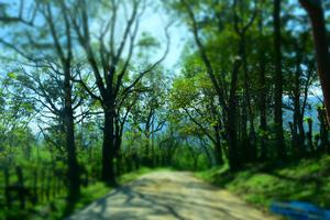 A road crossing the rainforest near Palenque National Park, Mexico.