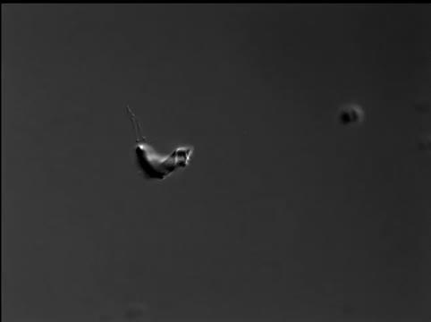 Nanotube Breakdown to Vesicles