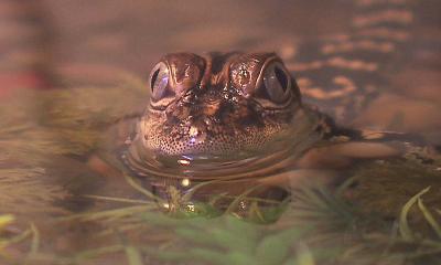 Alligator Eyes