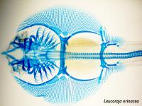 The Skeleton Of A Developing Skate