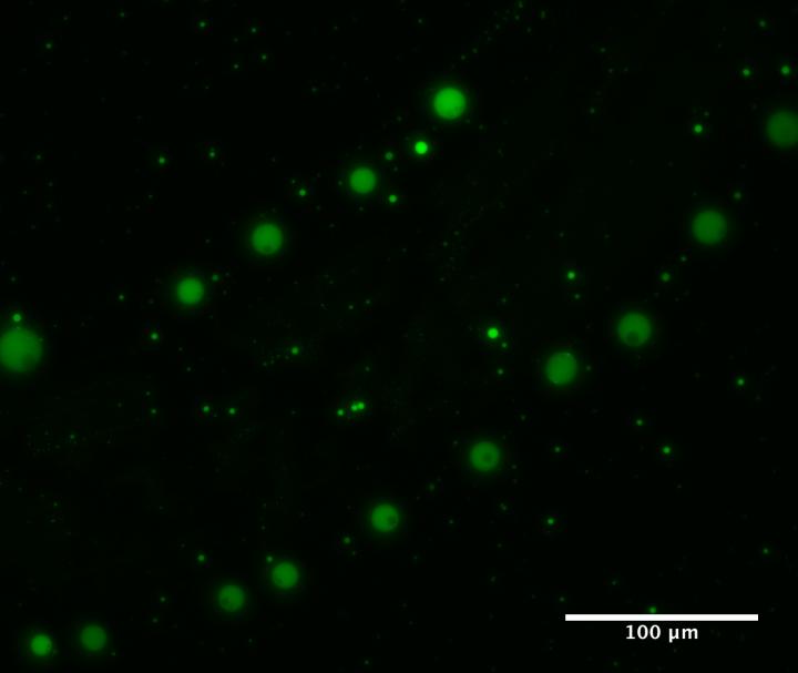 Jia Image 2