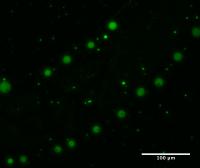 Jia Image 2