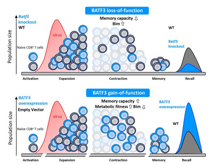 Function of BATF3