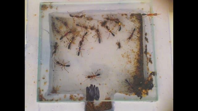 Mutant Ants Wander