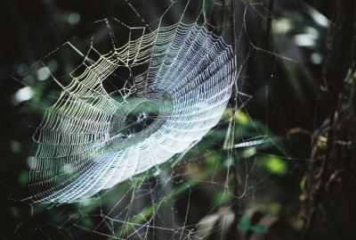 Spider Web