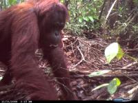 Unflanged Male Orangutan Ground