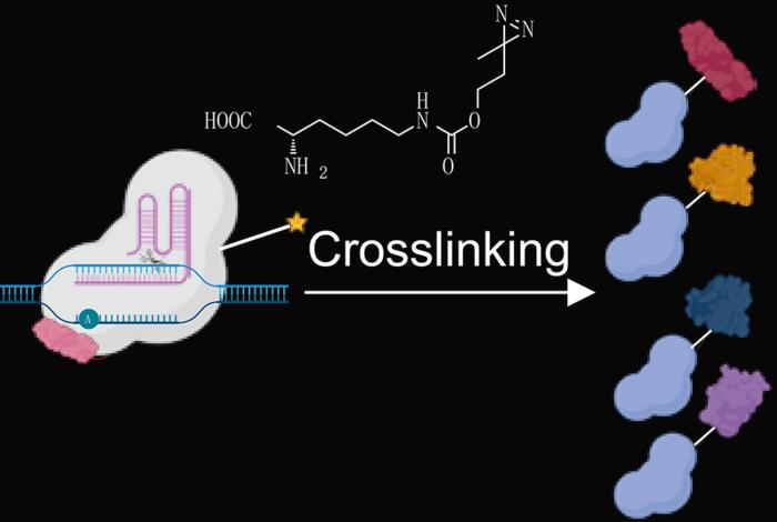 New Tool Identifies Proteins That Control Gene Activity