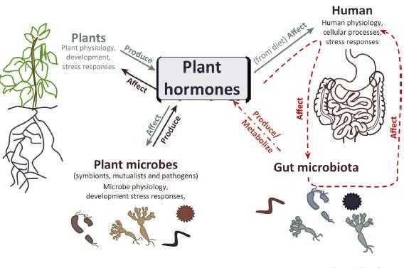 Human-Plant-Microbiome Interactions