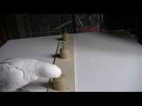 Cockatoos and Object Permanence