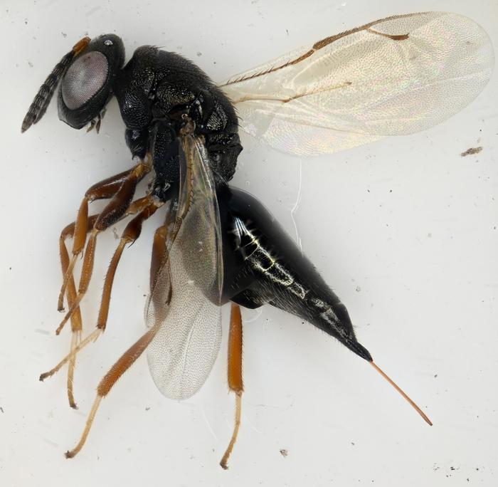 Hemitrichus akrotiriensis