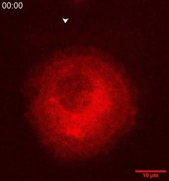 Myosin II Response to Pressure