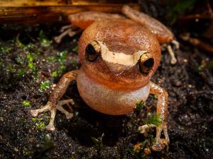 Frog 3