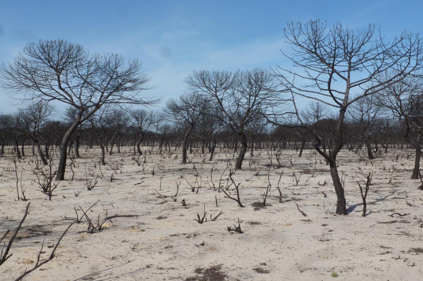 Spanish Landscape after Fire
