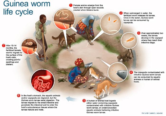 Guinea worm life cycle