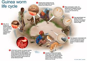 Guinea worm life cycle
