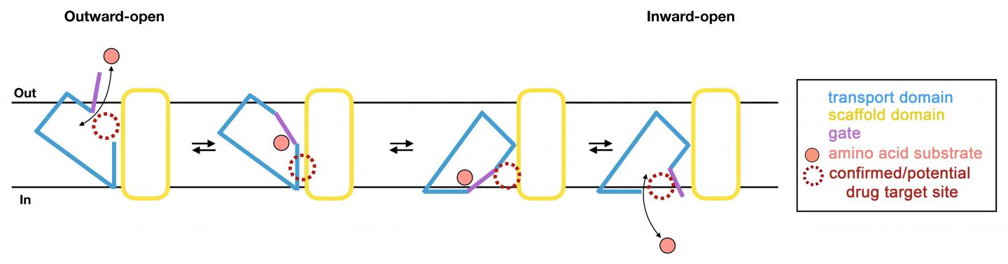 Amino Acid Substrate Transport