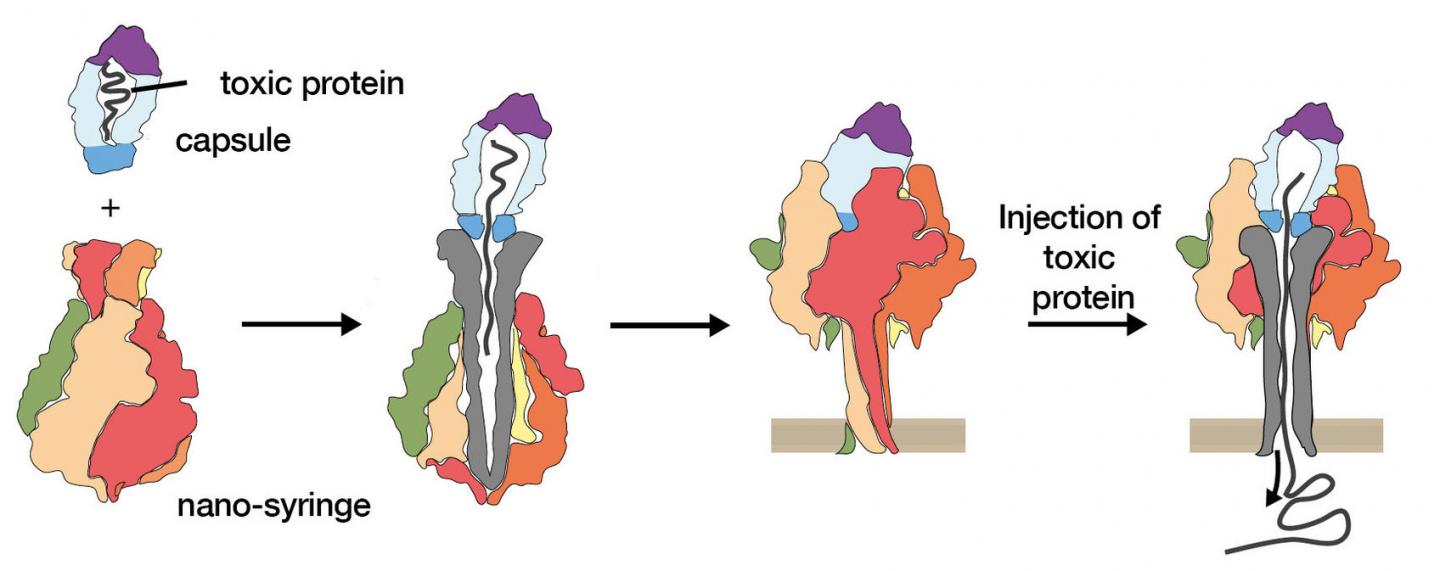 Mechanism of Toxin Injection