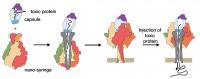 Mechanism of Toxin Injection