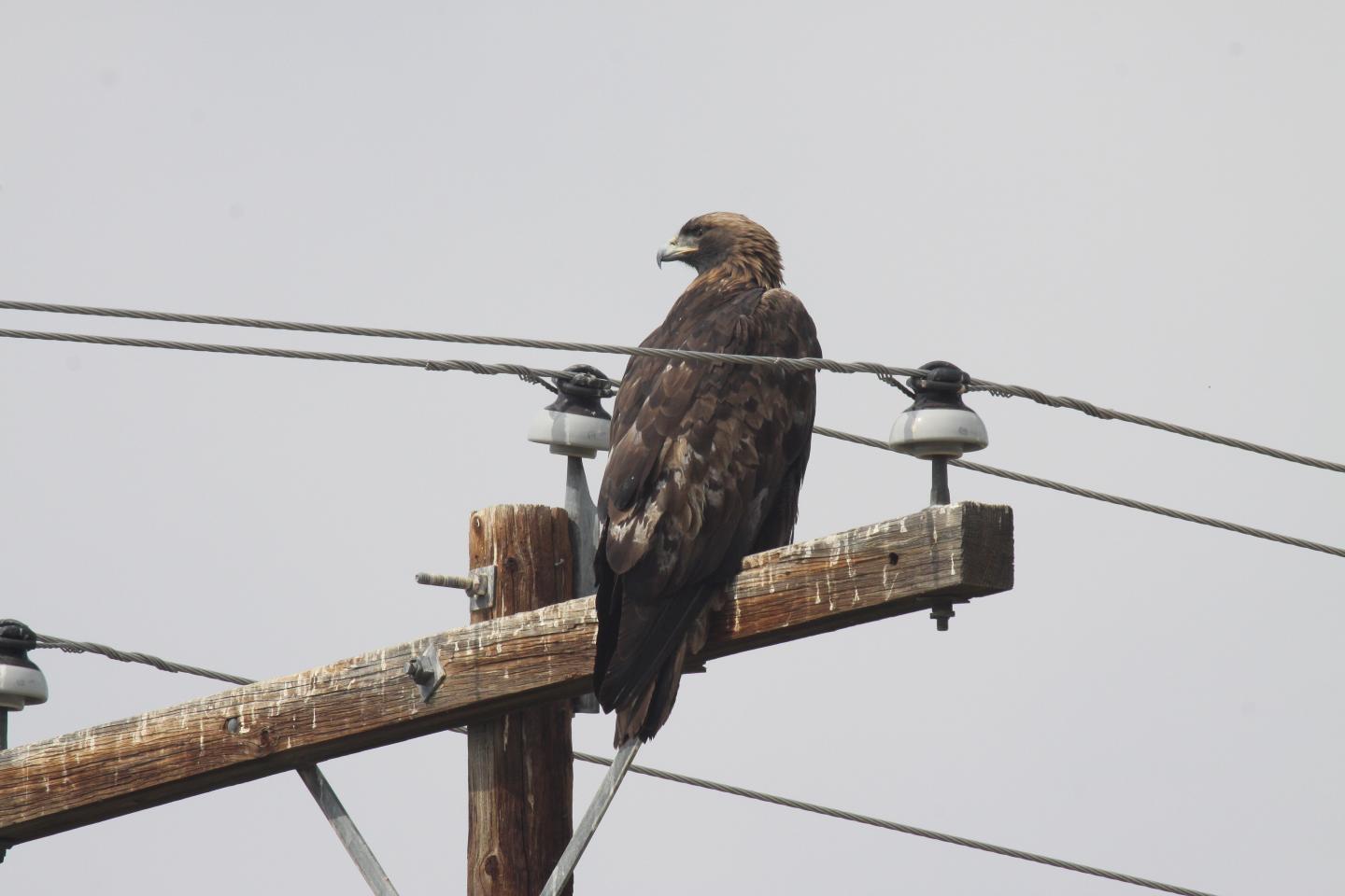 Golden Eagle