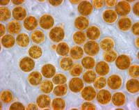 Alga