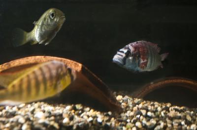 Two Males Squaring Off