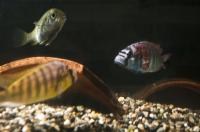 Two Males Squaring Off