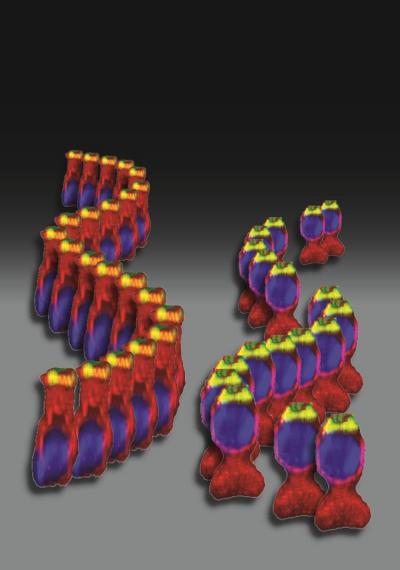 LINC Protein