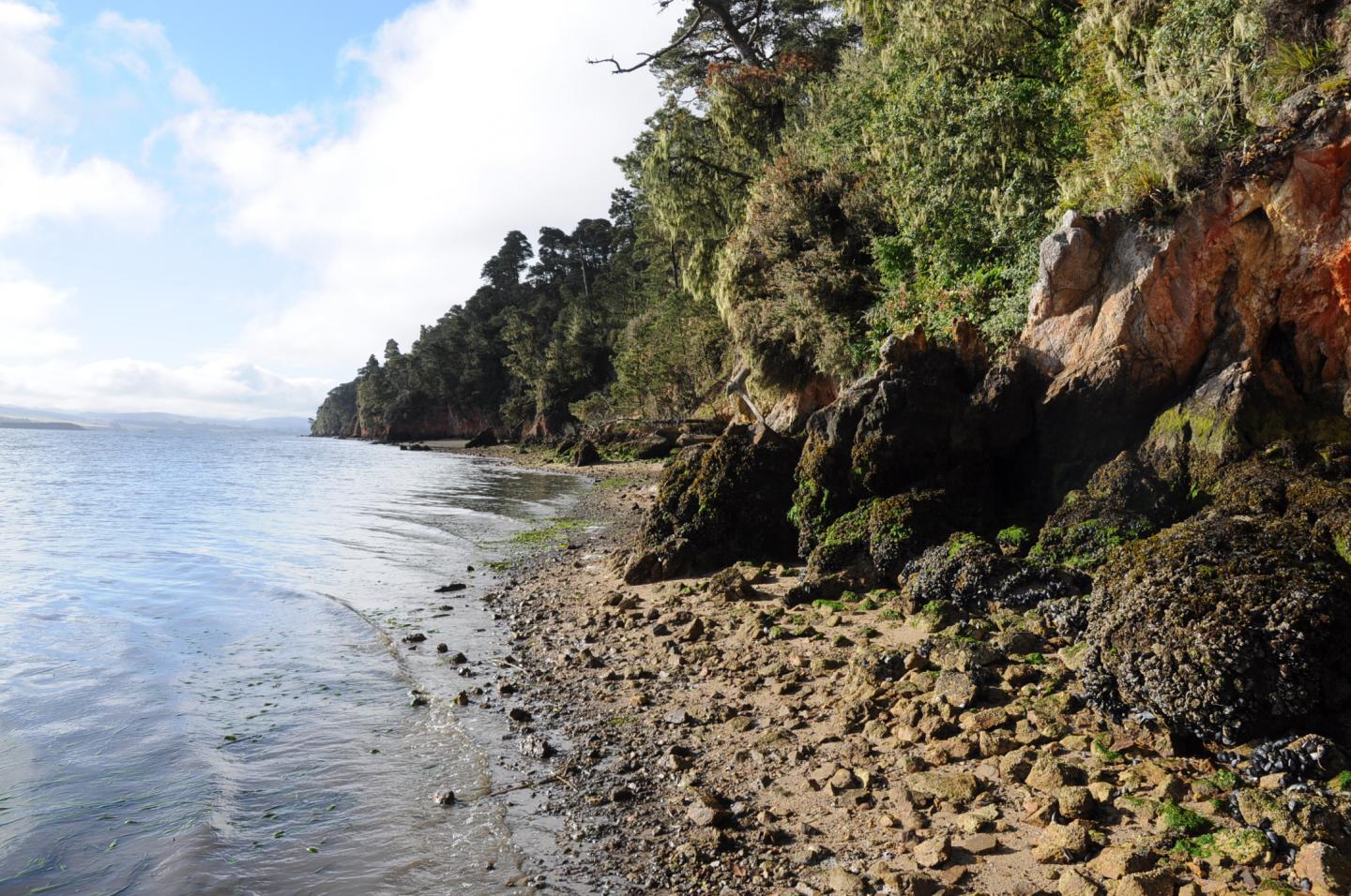 Tomales Bay Oyster Habitat