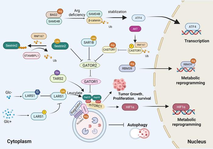 Amino acid sensing in tumor metabolic homeostasis. Representative leucine, arginine, and threonine sensors regulate mTORC1 and related pathways to coordinate metabolic reprogramming, autophagy, tumor growth, and survival.