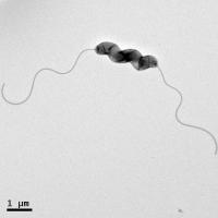 Campylobacter Jejuni