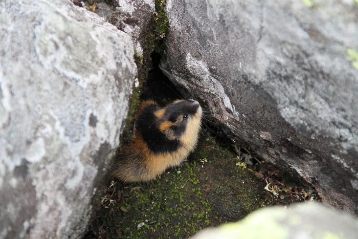 Norwegian lemming 2
