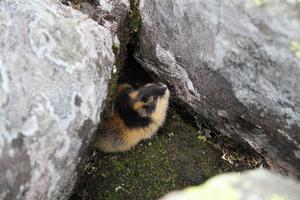 Norwegian lemming 2