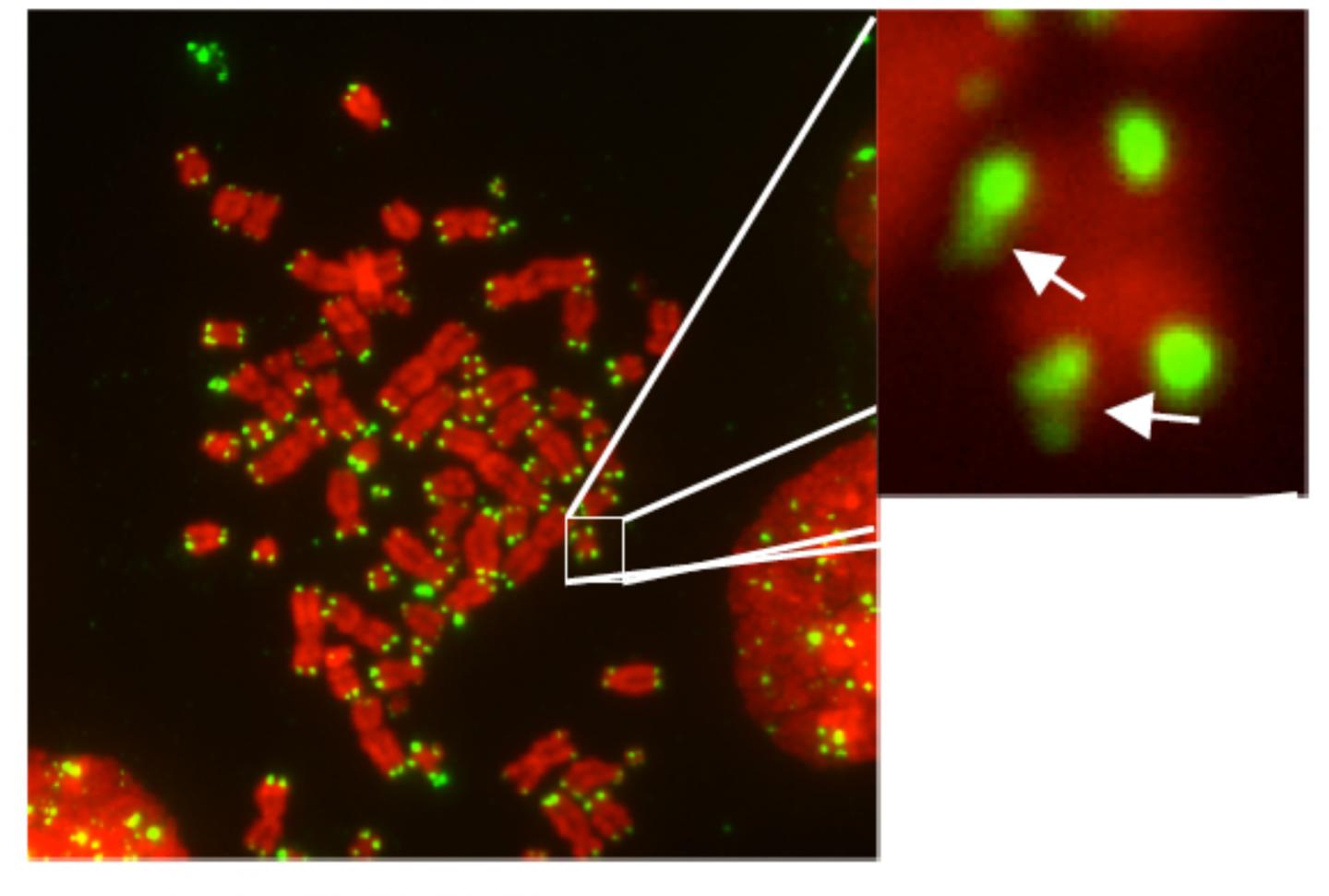Telomeres