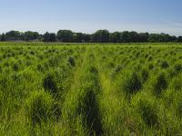 Field