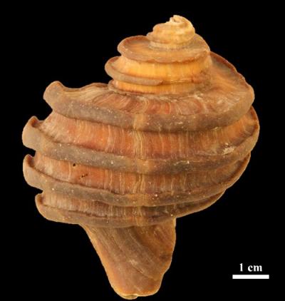 Ecphora
