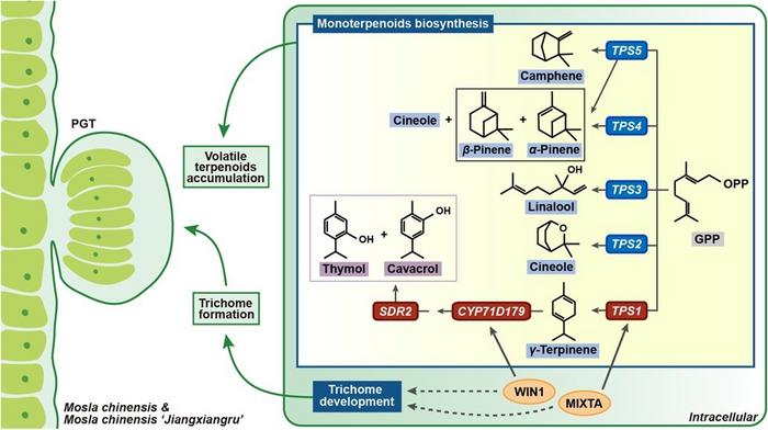 Molecular mechanism for quality formation in Xiangru.