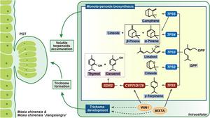 Molecular mechanism for quality formation in Xiangru.