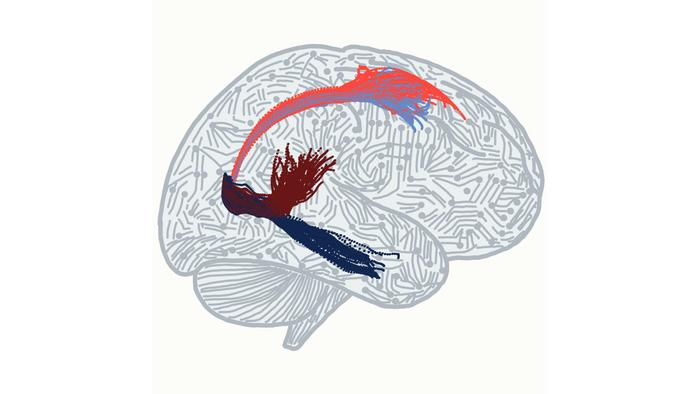 The Circuit that Lets Your Brain Think and See