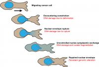 Nuclear Envelope Rupture
