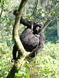 Gorillas of Spain